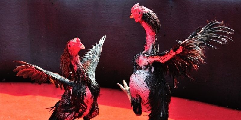 Đá Gà 88 - Sàn Đấu Đối Kháng Chiến Kê Máu Lửa, Kịch Tính 4 Một số phiên bản đối kháng chọi kê 88 đỉnh cao
